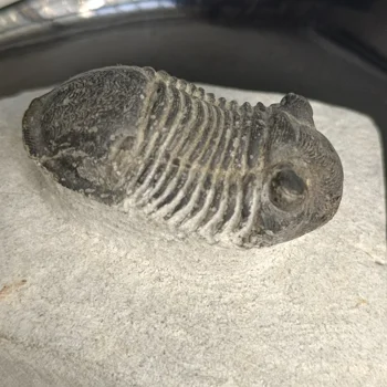 1 adet Doğal Trilobit Kuyruk Hayvan oyma Mercan Trilobit Bilim Koleksiyonu Böcek Taş Öğretim Taç Bilim Kuyruk Örneği
