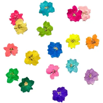 36 adet Preslenmiş Kurutulmuş Boyalı Renkli Consolida Ajacis Çiçek Bitkiler Herbaryum Takı telefon kılıfı Kartpostal Imi Zanaat DIY